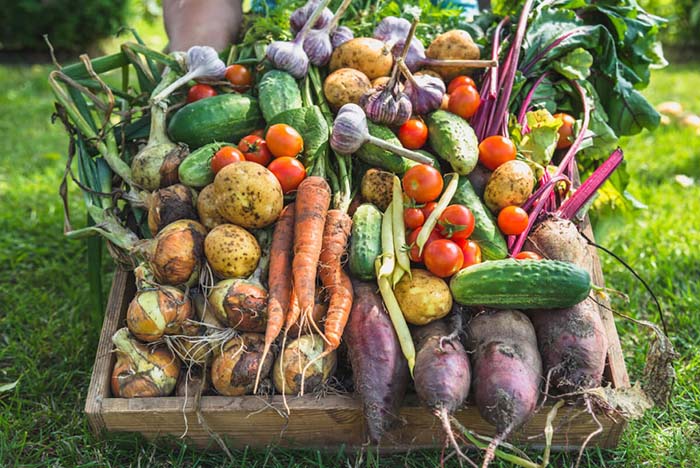 Top 10 Must Grow Fruits and Vegetables for Family